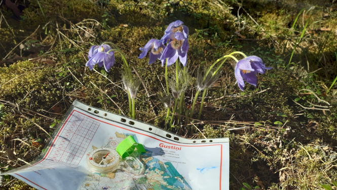 Attēls ar orientēšanās karti, kas nolikta uz zālāja, fonā no zemes aug pavasara puķes