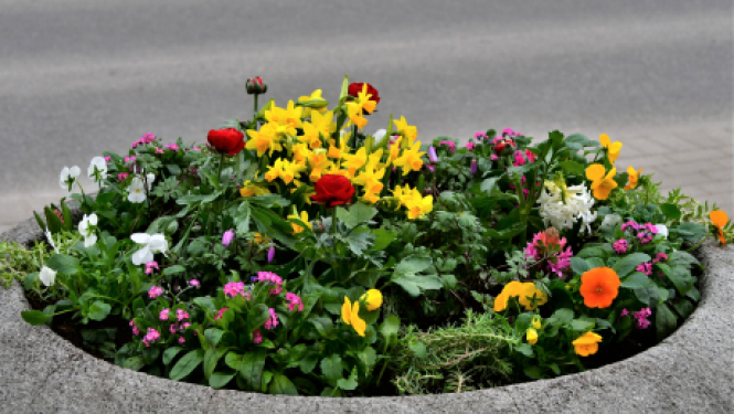 Jēkabpils dobes sāk rotāt pavasara puķes