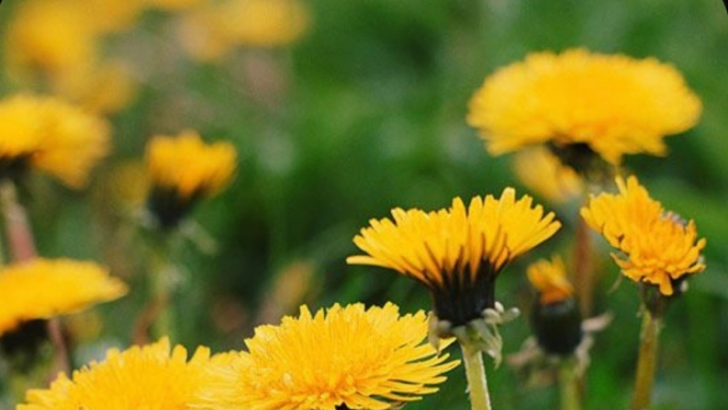 Veselīga dzīvesveida ekskursija