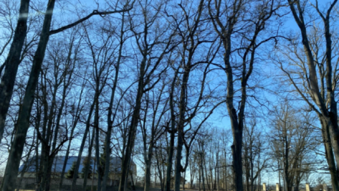 Uzsāk publisko apspriešanu par koku ciršanu pārbūves ietvaros Kruspils pils parkā