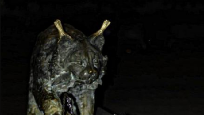 Lūsis Proti un Dari