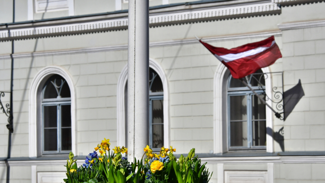Dzeltenas puķītes puķopodā tuvplānā, fonā gaiša Jēkabpils novada domes ēka ar Latvijas karogu pie sienas pa labi