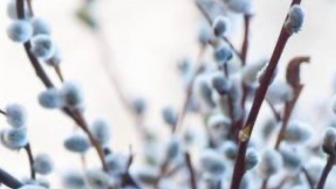 Psihologa vadītu lekciju cikls 