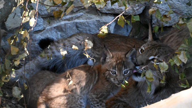 Lūšu mamma ar lūsēnu