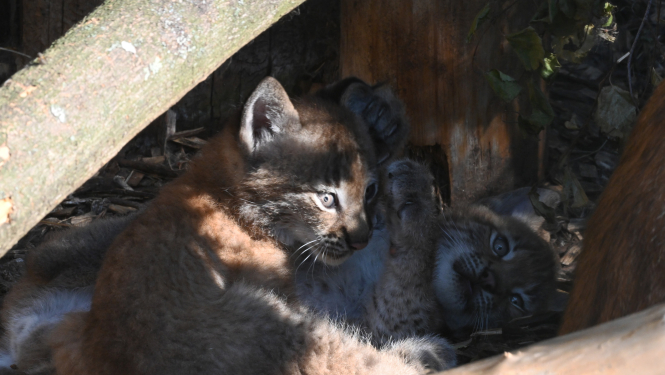 Lūsēni Demija un Rems Rīgas Zooloģiskajā dārzā