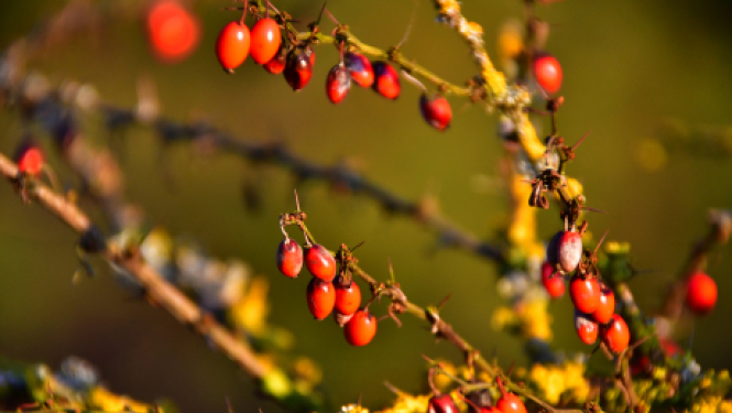 Jauno pensiju un pabalstu izmaksām ir pārejas periods