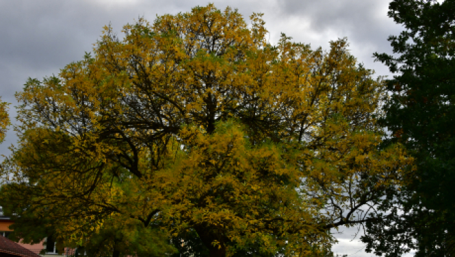 Pašvaldības darbinieki pasaules talkas dienā stādīs kokus
