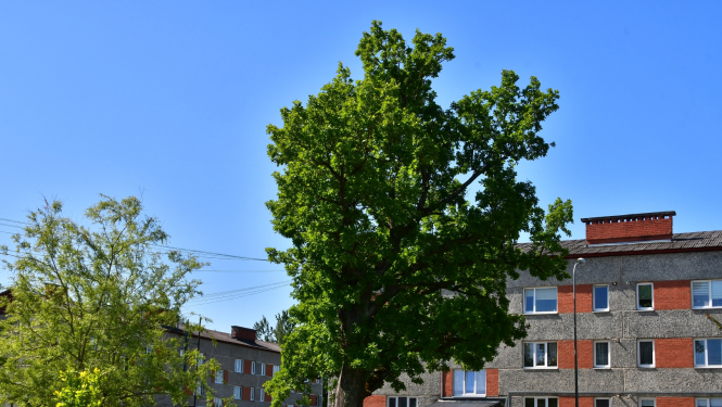 Daudzdzīvokļu ēka Salā