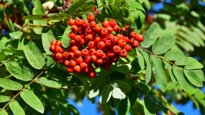 Pašvaldības nedēļas plāns 07.09.- 13.09.