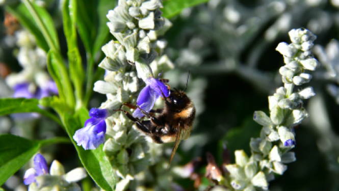 Zinību dienas svinīgie pasākumi 1.septembrī Jēkabpils izglītības iestādēs