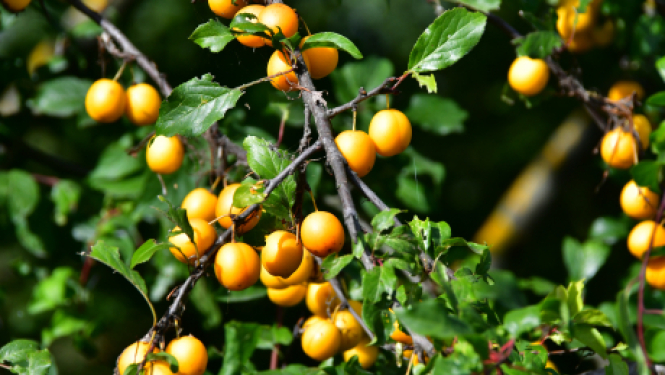 Aicina pieteikties dalībai Miķeļdienas gadatirgū