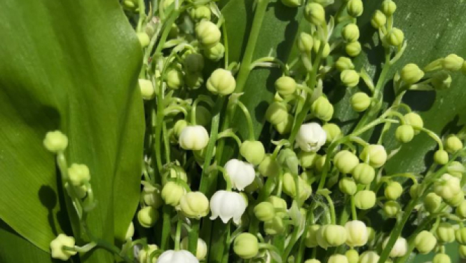 Bezmaksas lekcija “Stress un veselība”