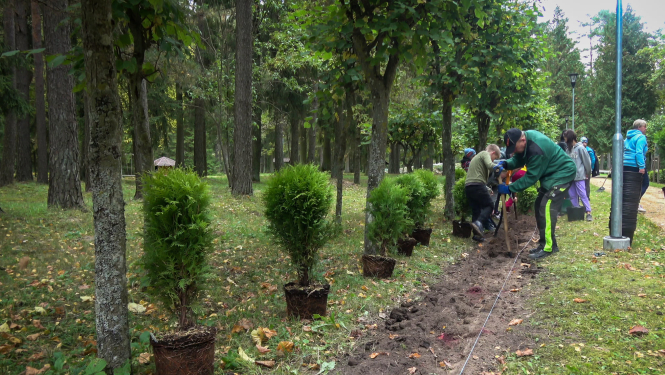 Tūju stādīšana Rubenes dabas parkā