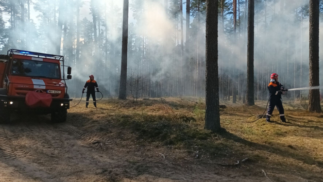 Valsts meža dienests