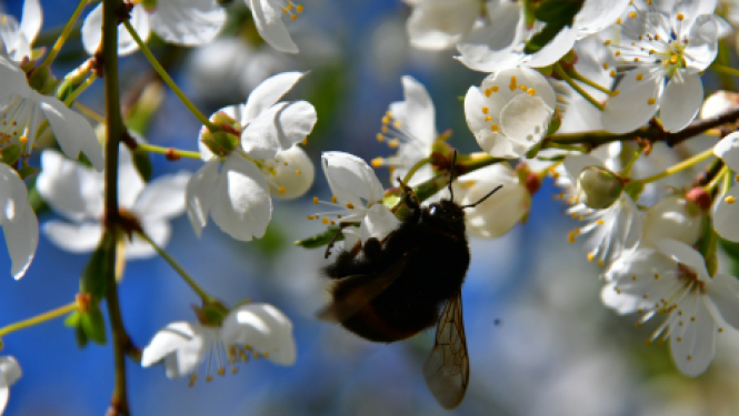 Apstiprina papildu atvieglojumus vakcinētām personām