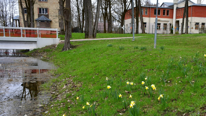 Narcises Kena parkā Jekabpilī