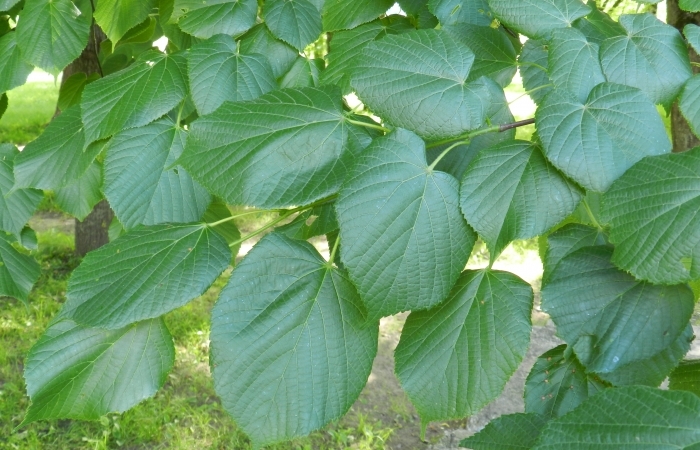 Platlapu liepas šķirne "Grandifolia" lapas