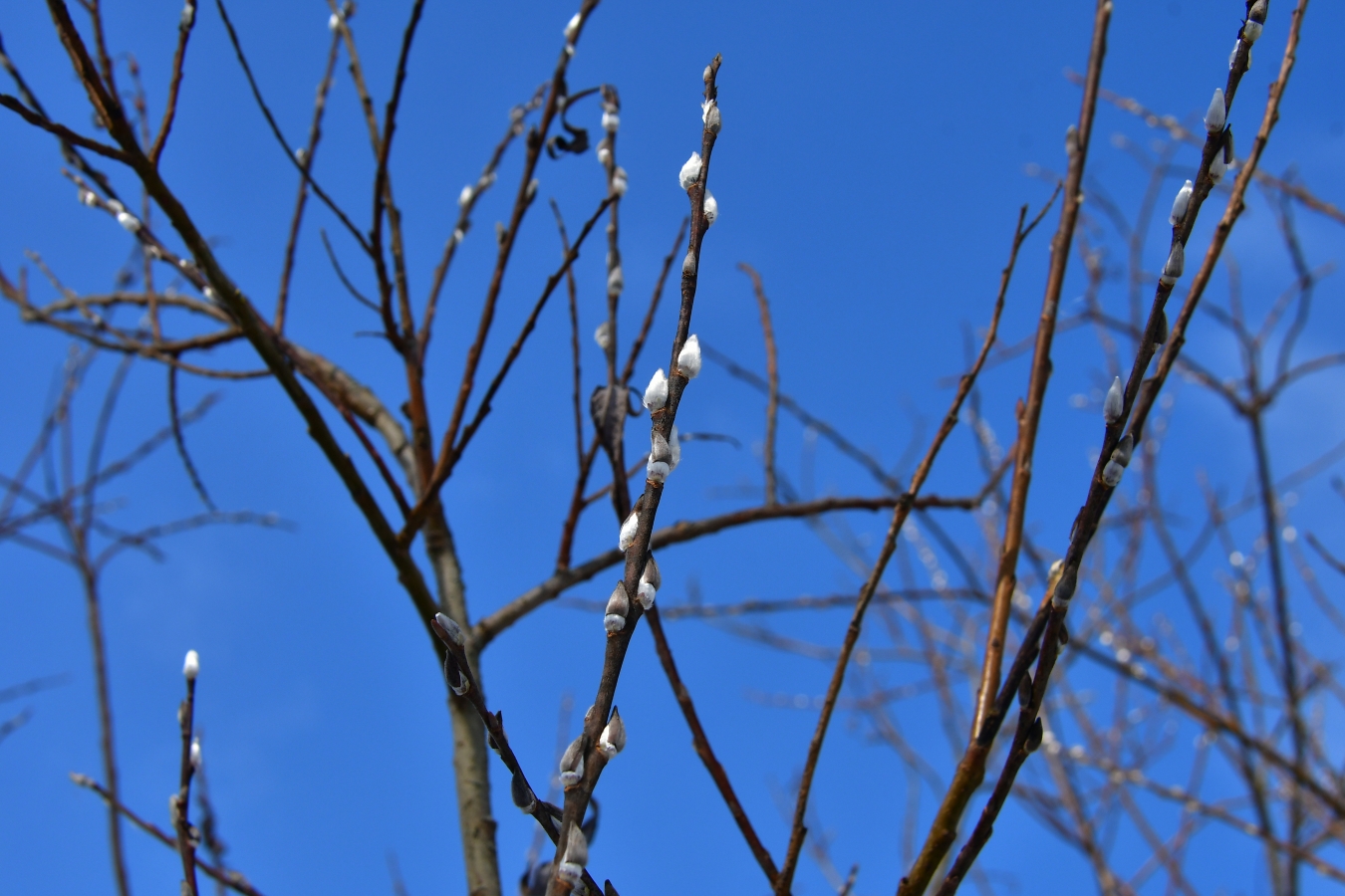 Jēkabpils februāra nogalē