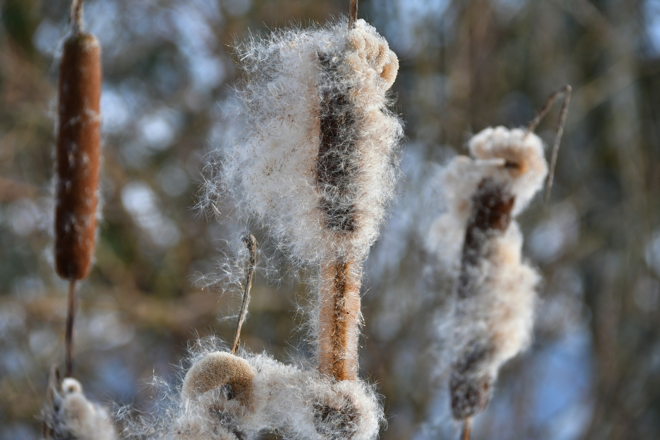 Jēkabpils februāra nogalē