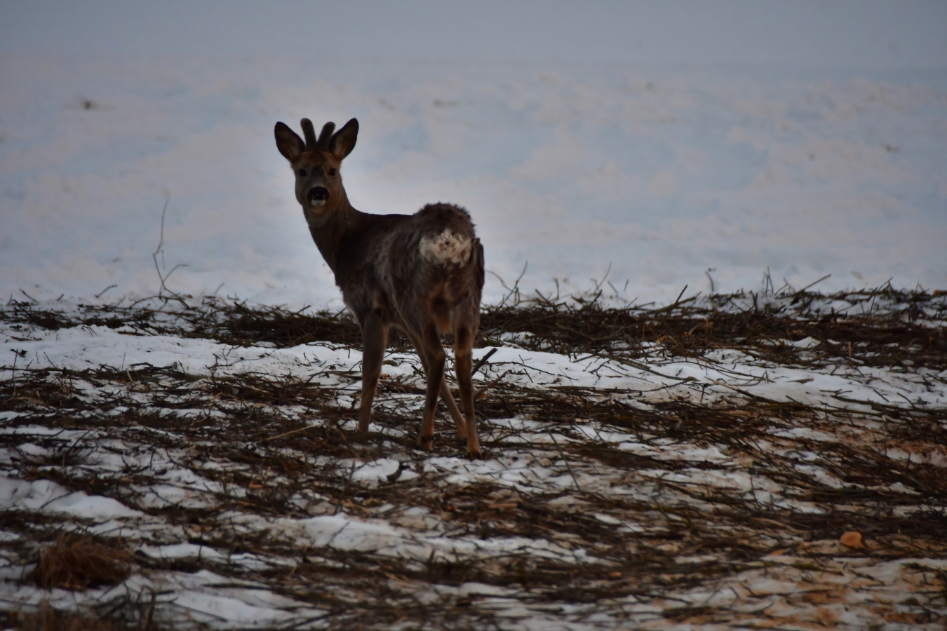 Jēkabpils februāra nogalē