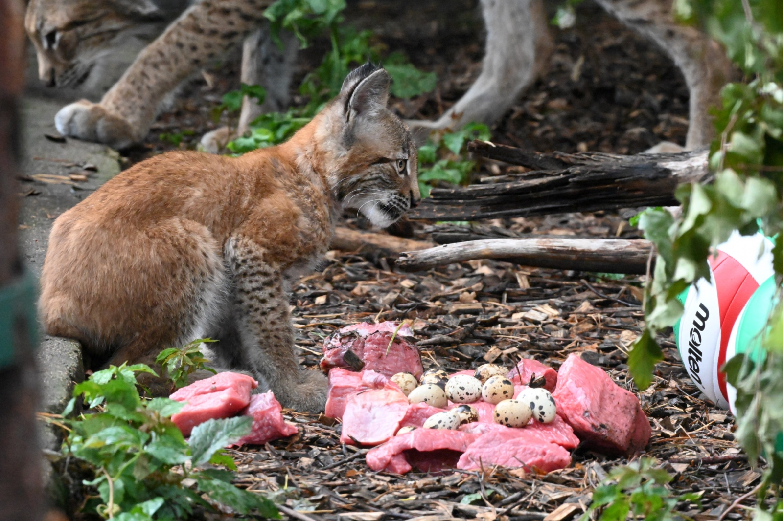 Jēkabpils aizbilstamie lūsēni