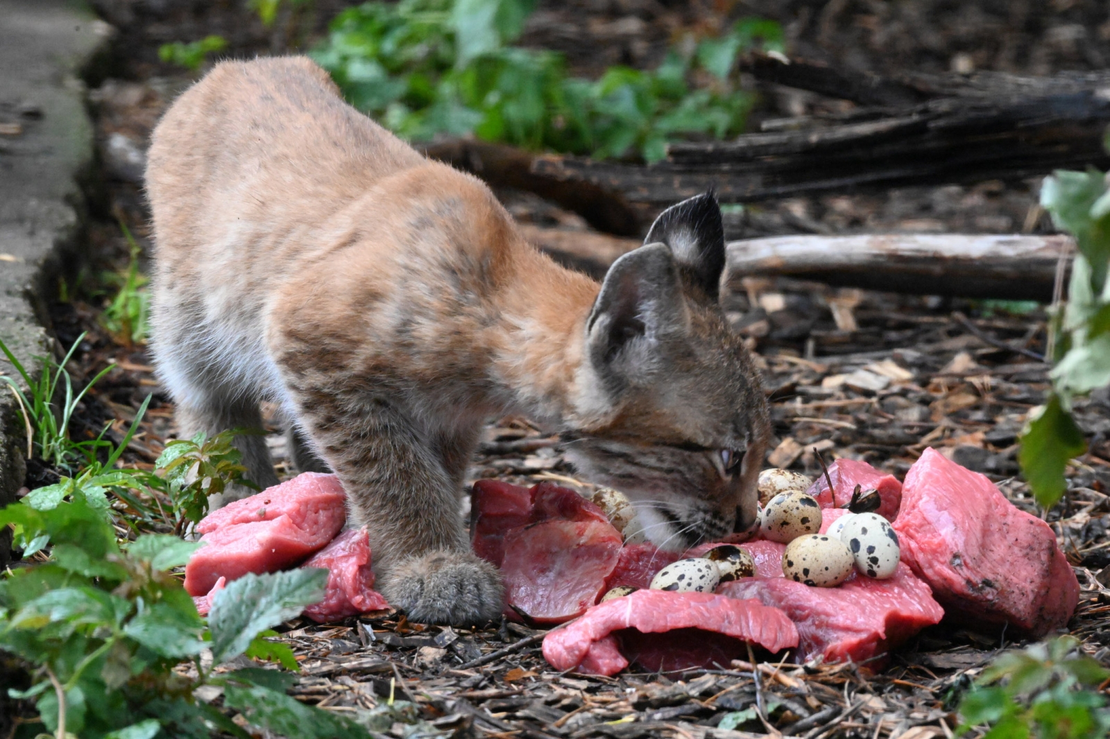 Jēkabpils aizbilstamie lūsēni