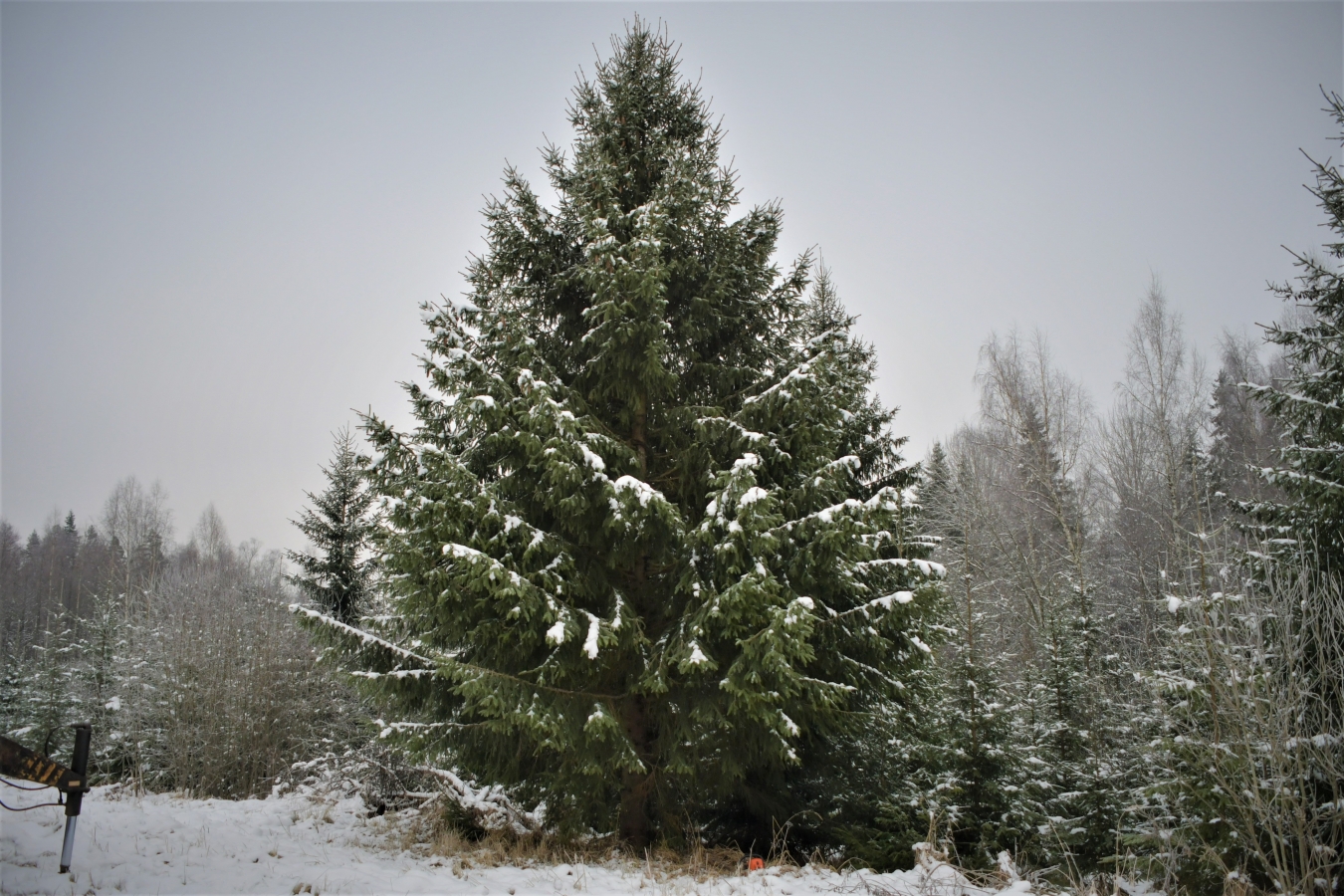 Izvēlēta pilsētas galvenā egle