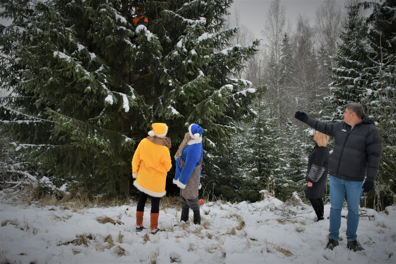 Izvēlēta pilsētas galvenā egle