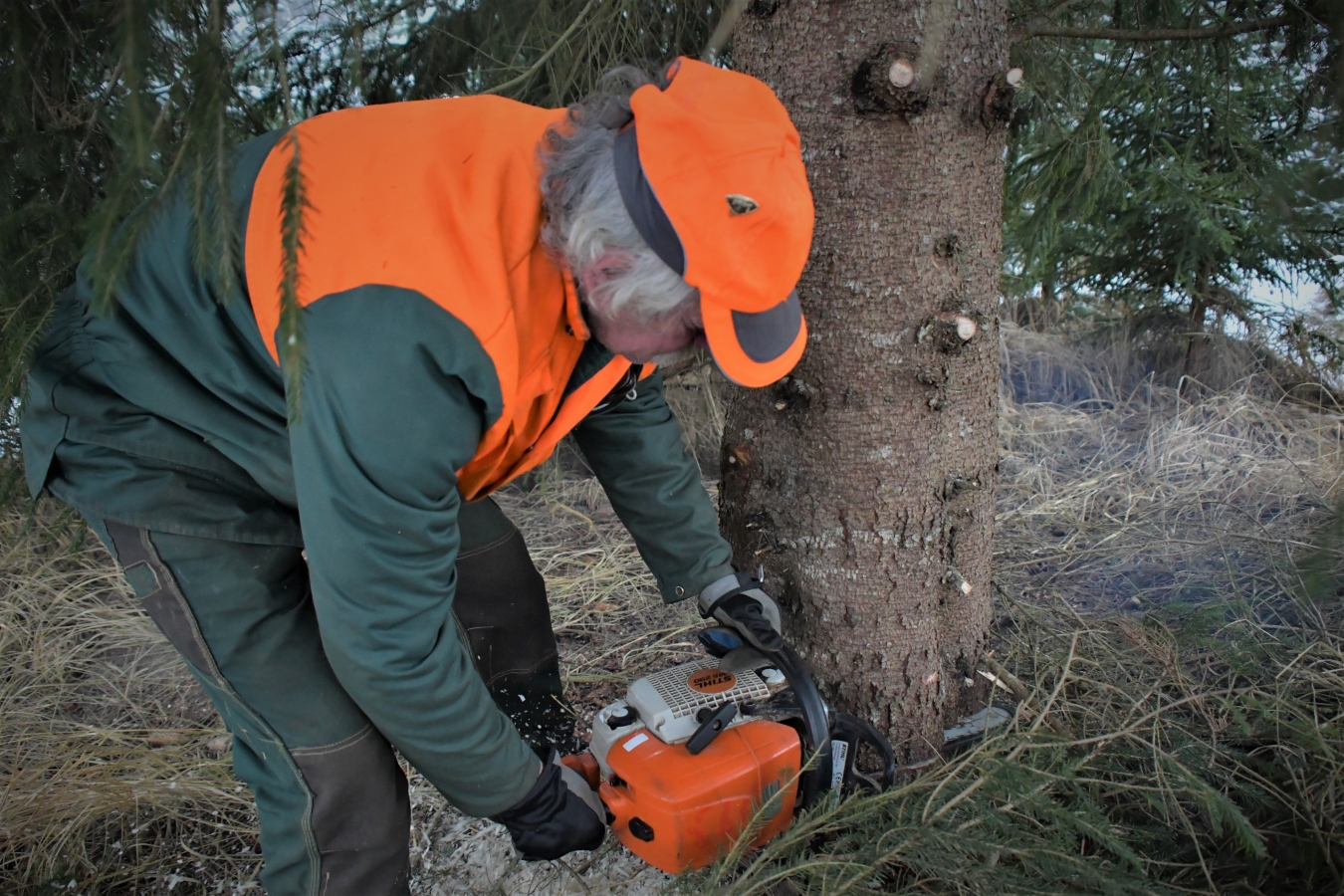 Izvēlēta pilsētas galvenā egle