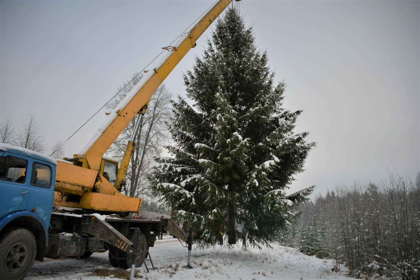 Izvēlēta pilsētas galvenā egle