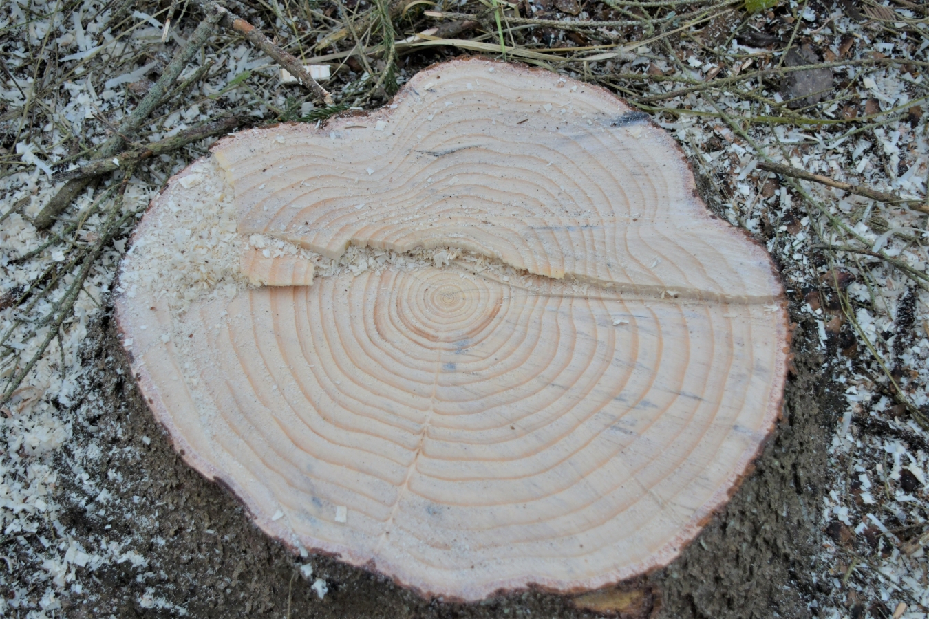 Izvēlēta pilsētas galvenā egle