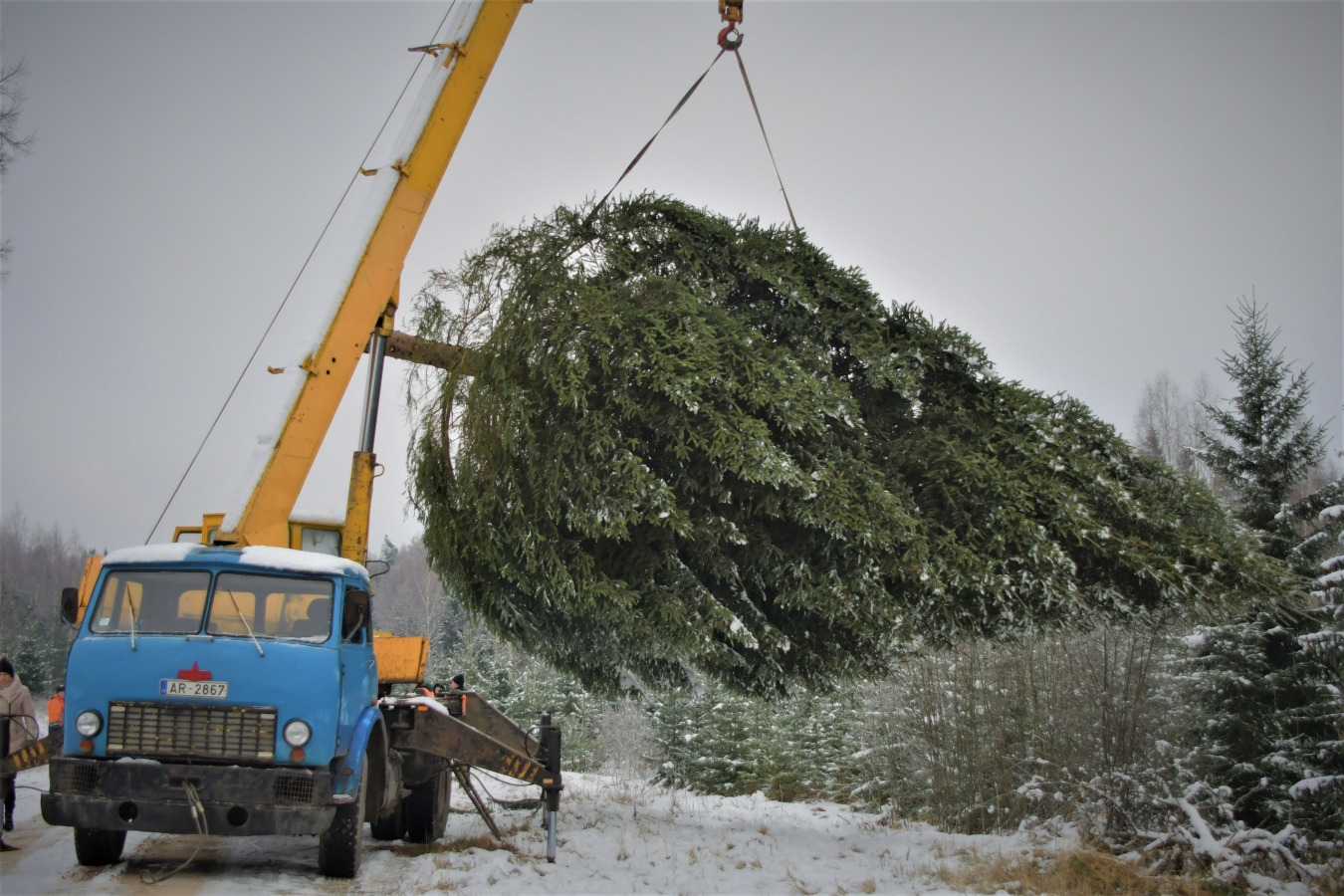 Izvēlēta pilsētas galvenā egle