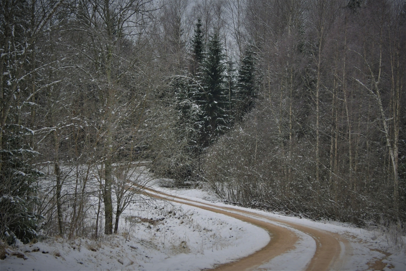 Izvēlēta pilsētas galvenā egle