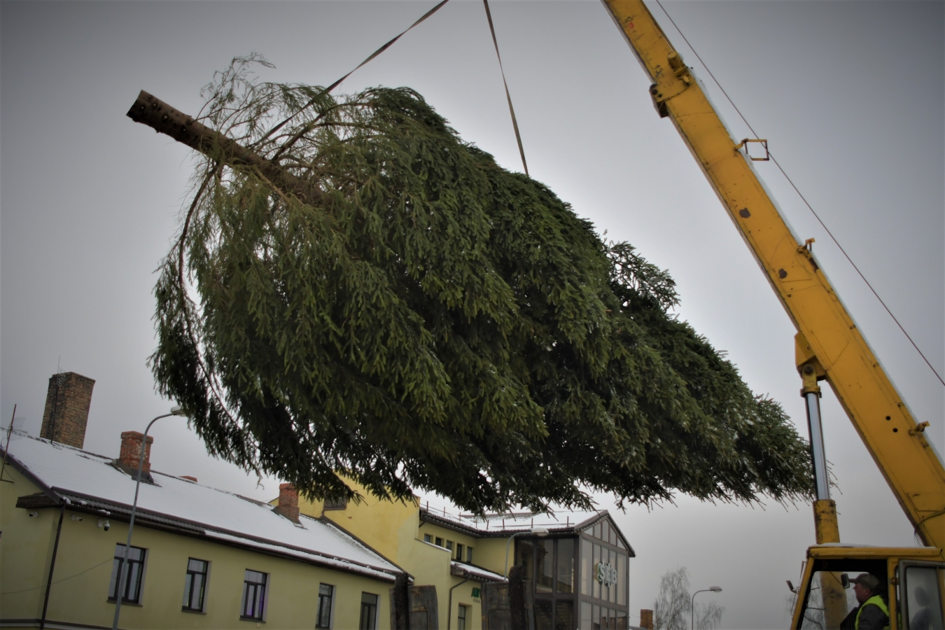 Izvēlēta pilsētas galvenā egle