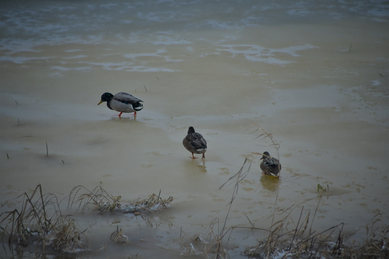 Pilsēta putenī (01.2021)