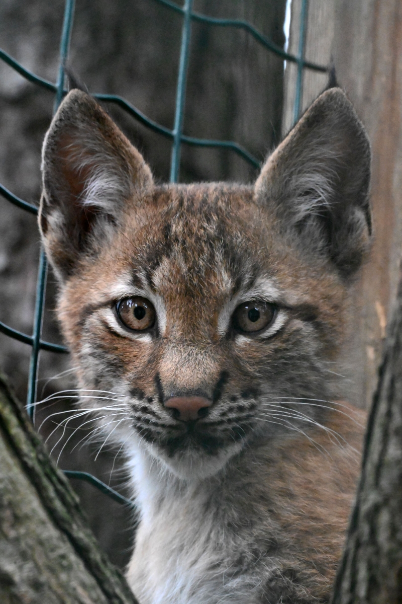 Jēkabpils aizbilstamie lūsēni