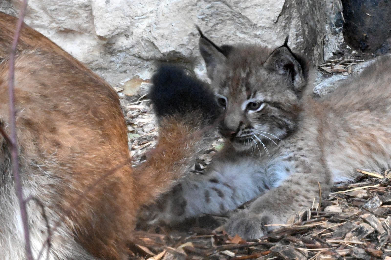 Jēkabpils aizbilstamie lūsēni