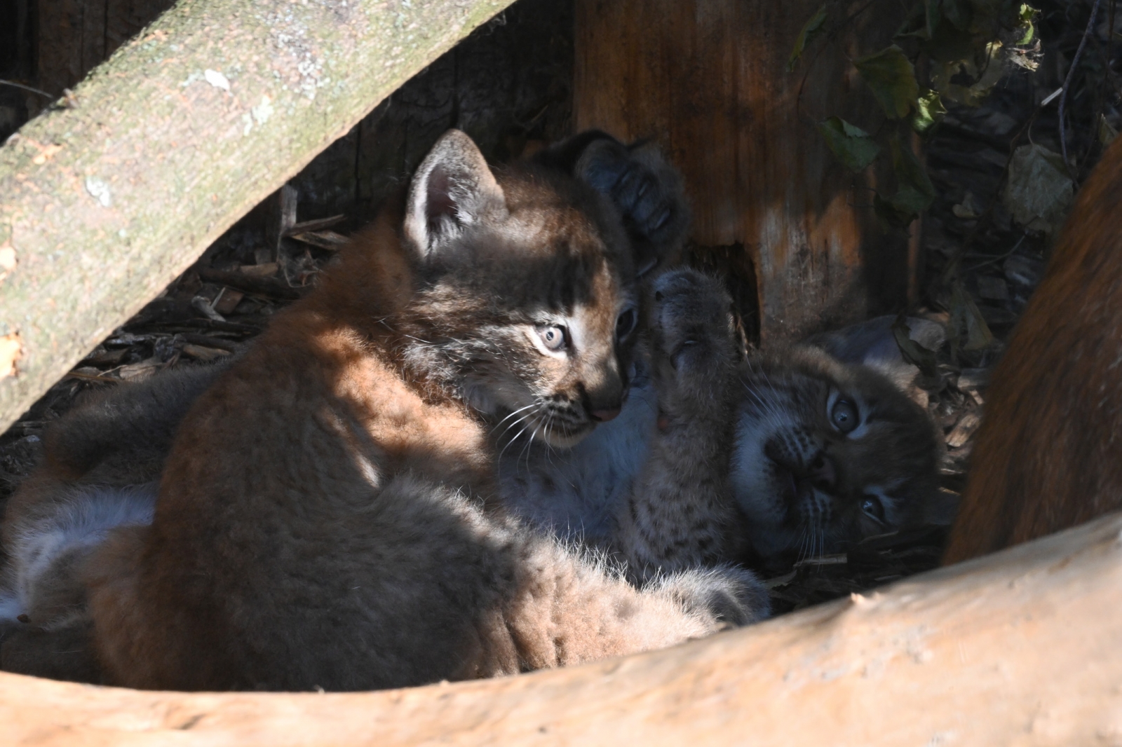 Jēkabpils aizbilstamie lūsēni