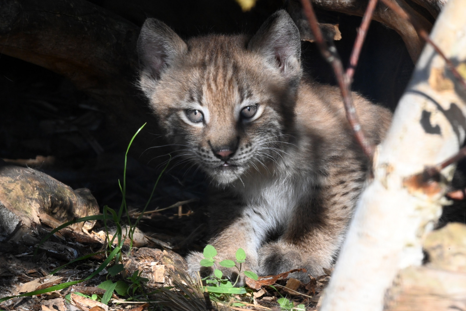 Jēkabpils aizbilstamie lūsēni