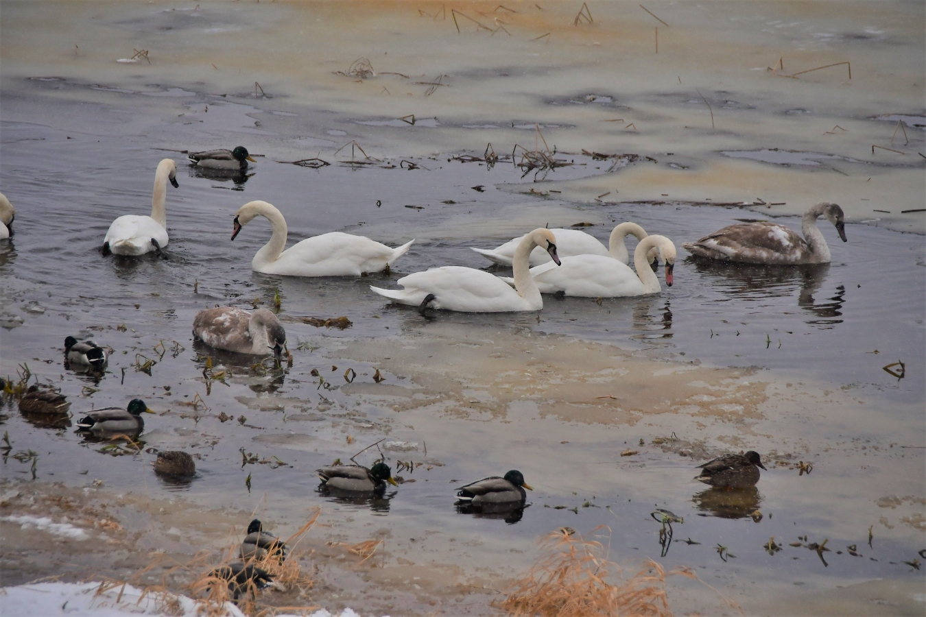 Pilsēta putenī (01.2021)