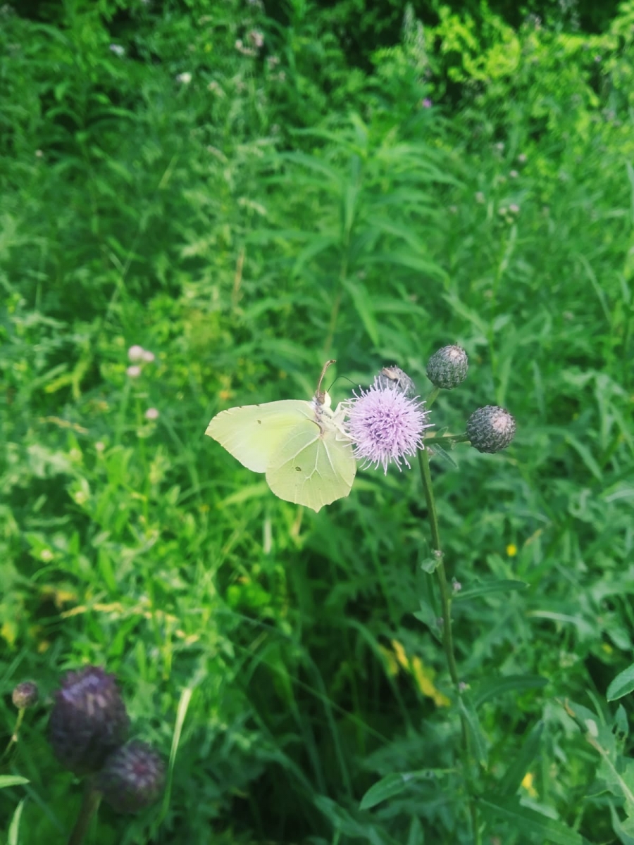 Biedrība ”Sēlijas laivas” realizē apmācību ciklu “Vides inteliģences vasaras skola” par norisēm dabā ar dažādu speciālistu piedalīšanos. 
