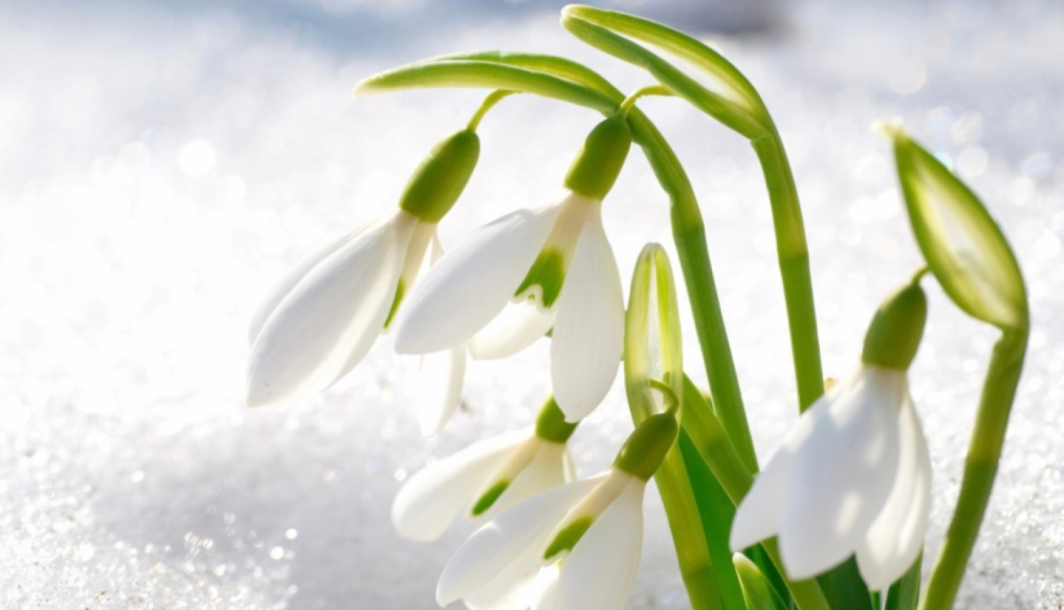 Bezmaksas lekcija par psihisko veselību 17_02_2022