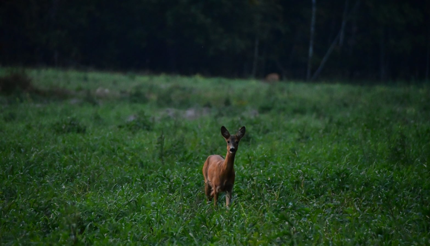 medību koordinācija