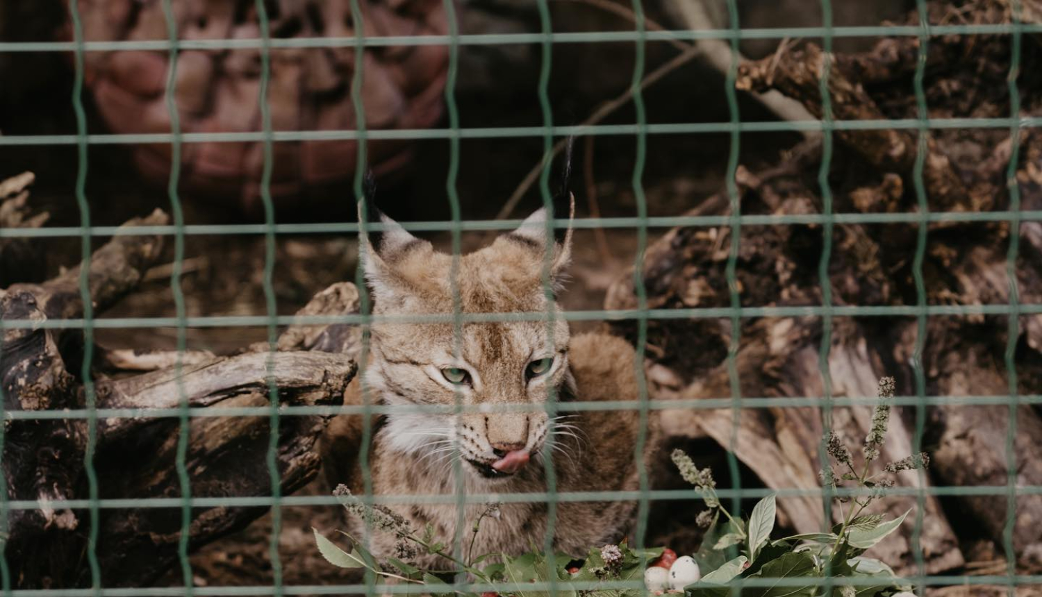 Lūši Rīgas Zoodārzā