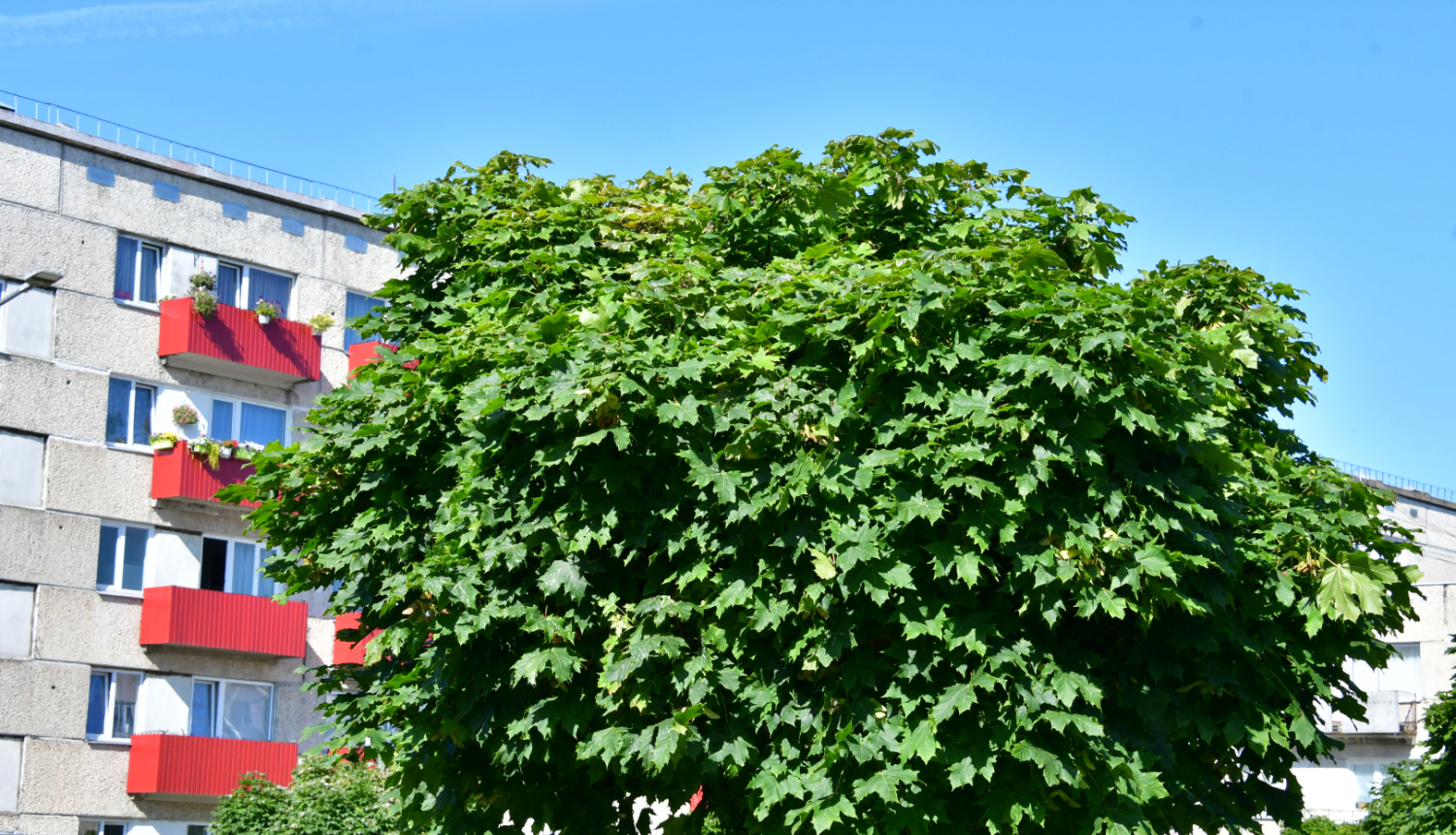 Daudzdzīvokļu ēka un koks