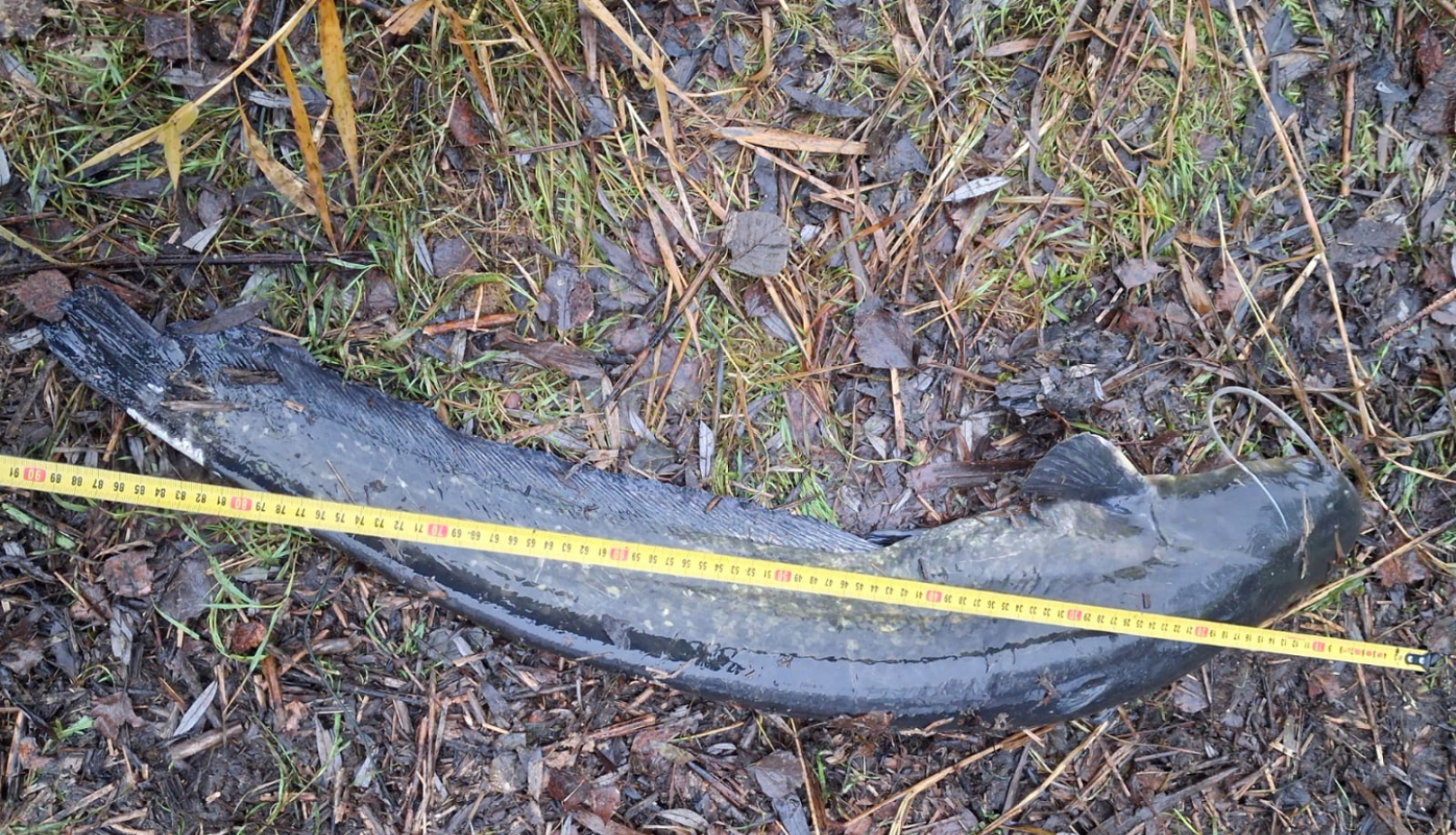 Zivs ar mērinstrumentu blakus