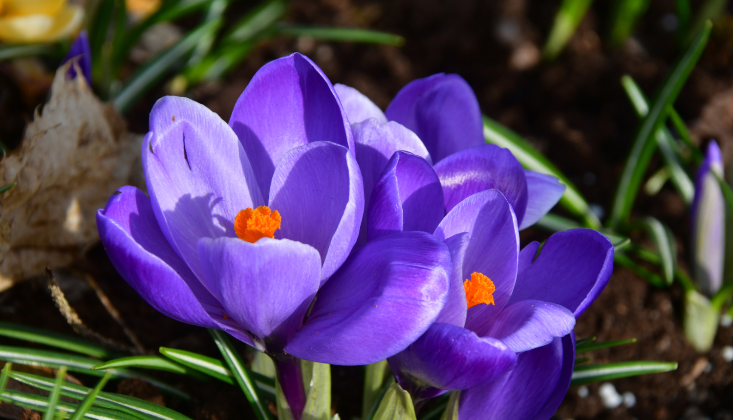 Krokusi
