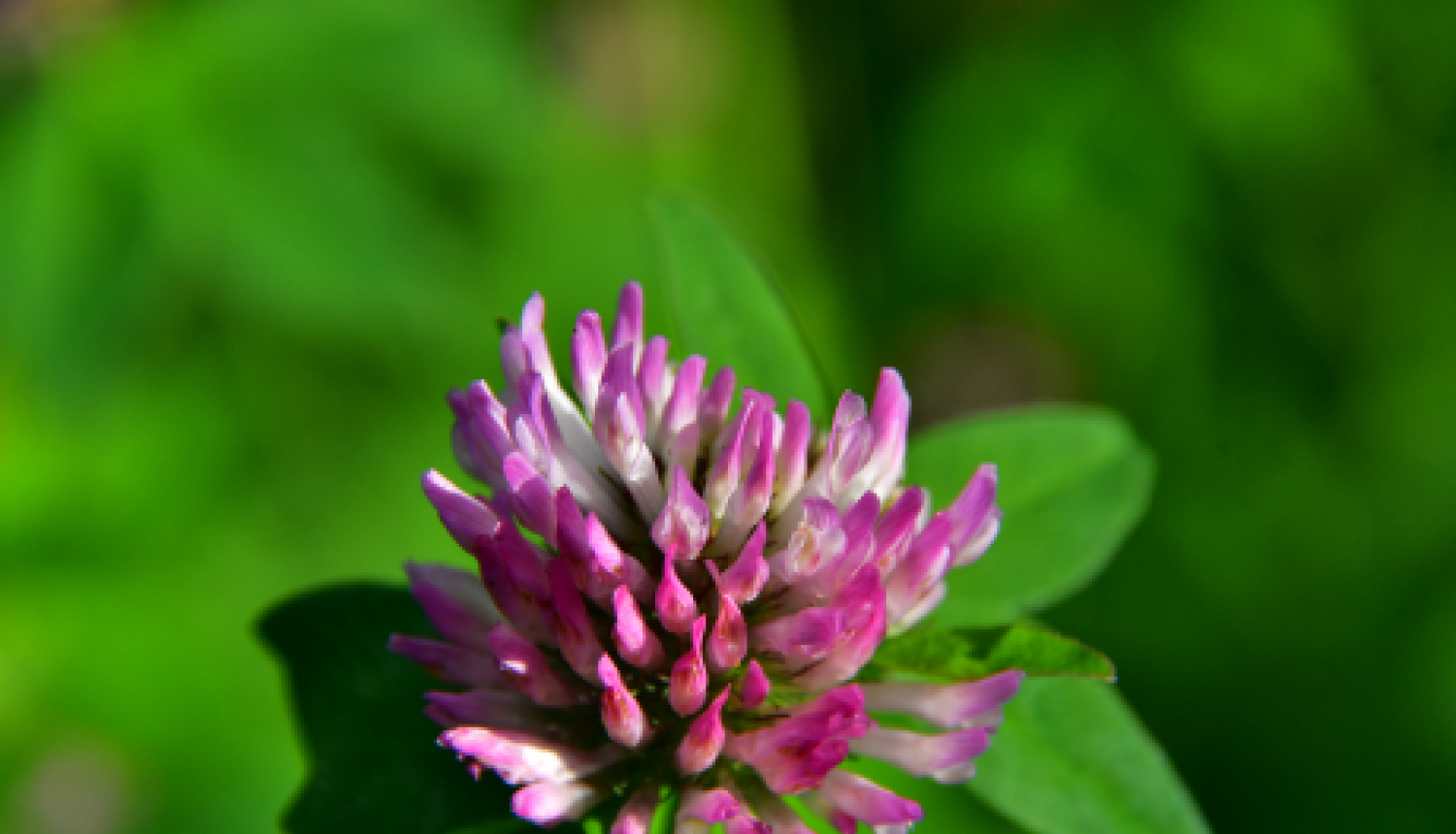 Autobusu parks iesniedz izvērtējumam projekta pieteikumu