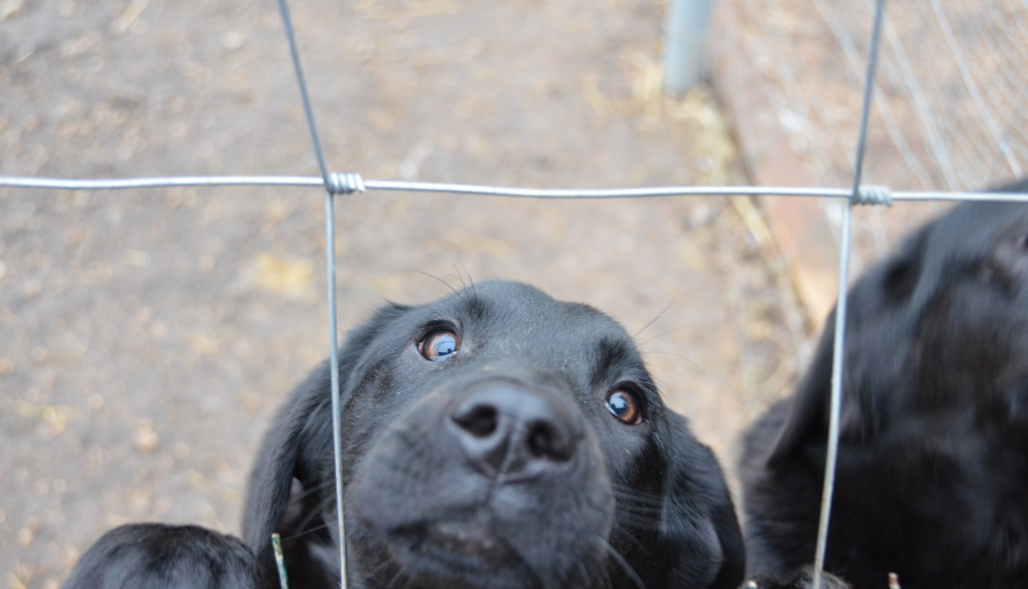 Jēkabpils dzīvnieku patversme