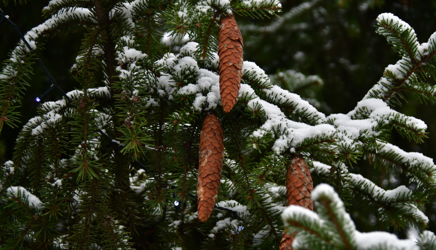 Egle čiekuri sniegs